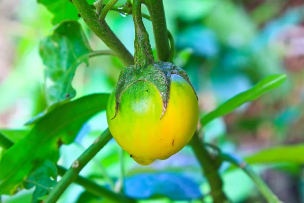 Gele aubergine op boom — Stockfoto