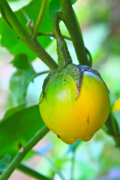 Berenjena amarilla en el árbol — Foto de Stock