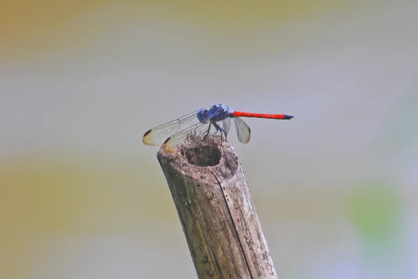 Libellula rossa — Foto Stock