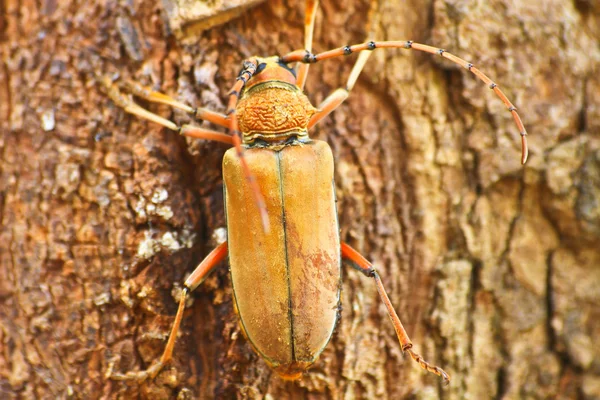 Long Horned Beetle on tree — Stock Photo, Image