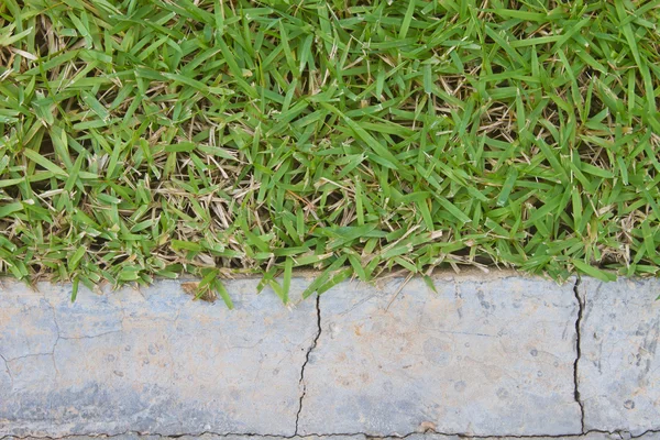 Surface grass and stone ground — Stock Photo, Image