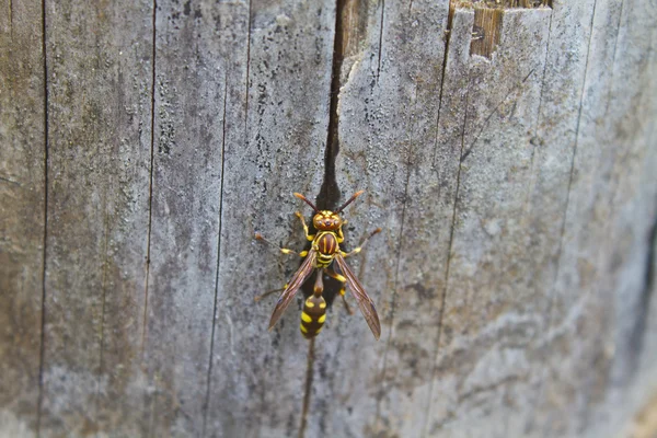 Hymenoptera böcek — Stok fotoğraf
