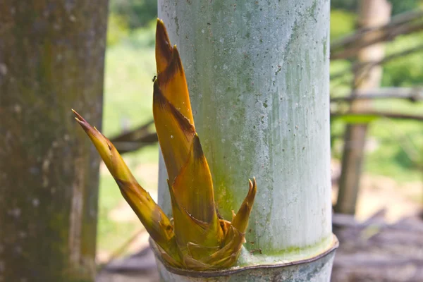 Cerca Ramas reencarnación bambú en el bosque — Foto de Stock