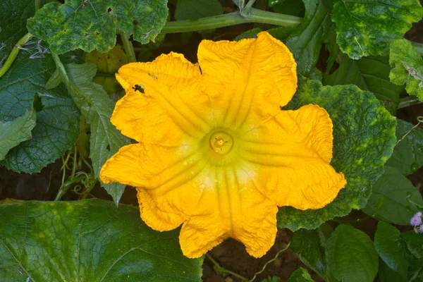 Leuchtend gelbe Blüte des Kürbisses — Stockfoto