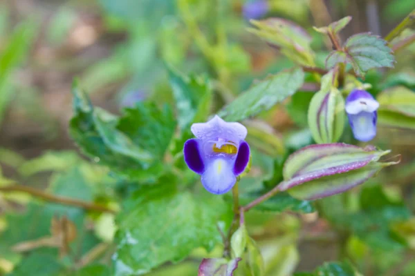 Violeta Torenia flor ou Wishbone flor — Fotografia de Stock