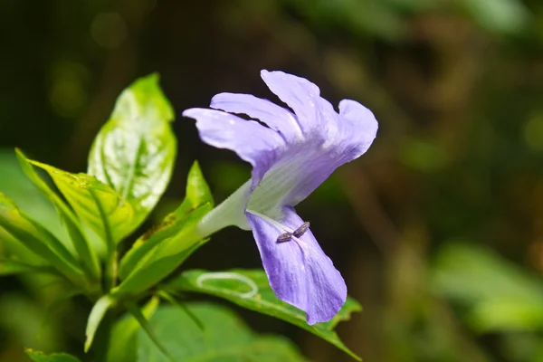 ブルーベル barleria または紋付きフィリピン バイオレット — ストック写真