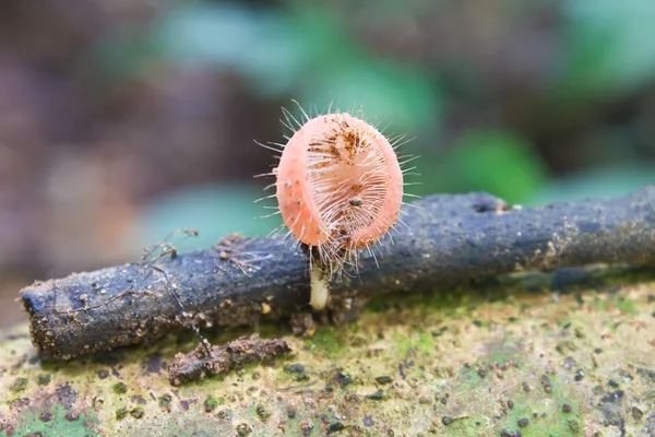 Pink cup fungi mushroom — Stock Photo, Image