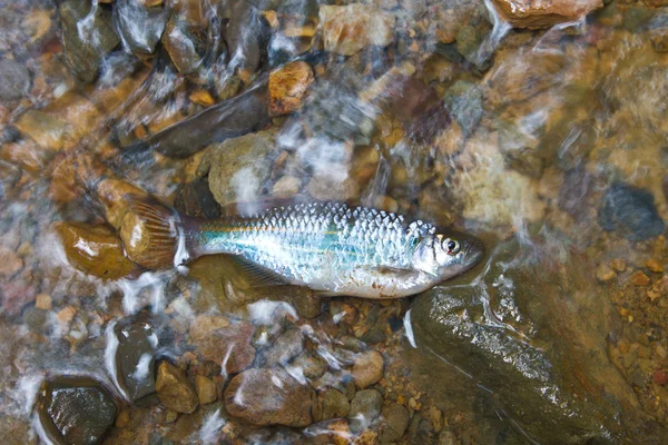 Les poissons d'eau douce sur le ruisseau sont secs — Photo