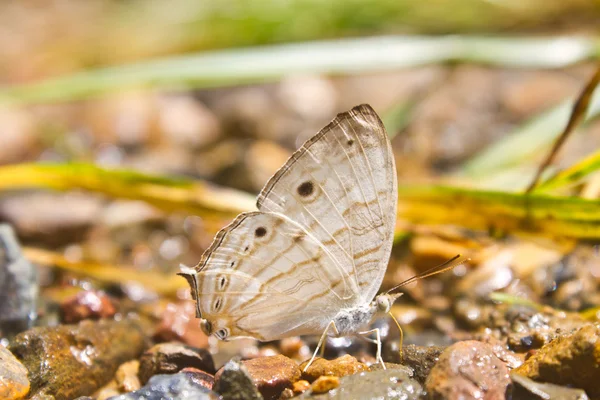 Butterflies are absorption minerals on the ground — Stock Photo, Image