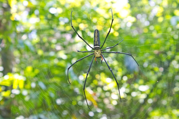 Grande aranha tropical - nephila (orbe dourado ) — Fotografia de Stock