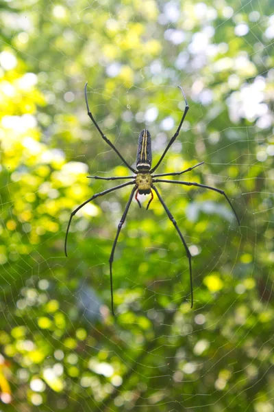 Grande aranha tropical - nephila (orbe dourado ) — Fotografia de Stock