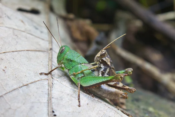 Two grasshopper on leaf — Stock Photo, Image