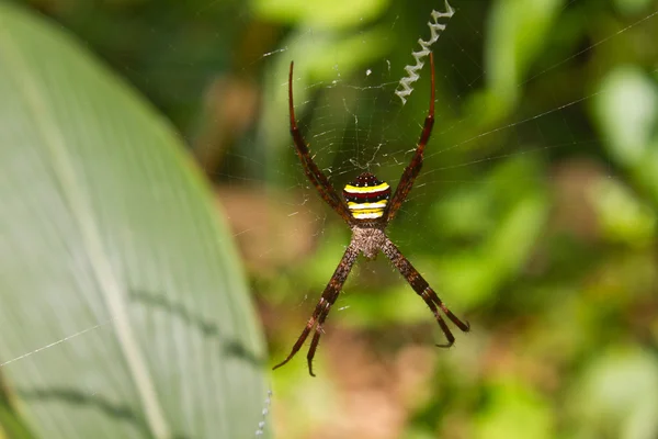 Πολύχρωμα argiope αράχνη, έντομο ομορφιά στο web — Φωτογραφία Αρχείου