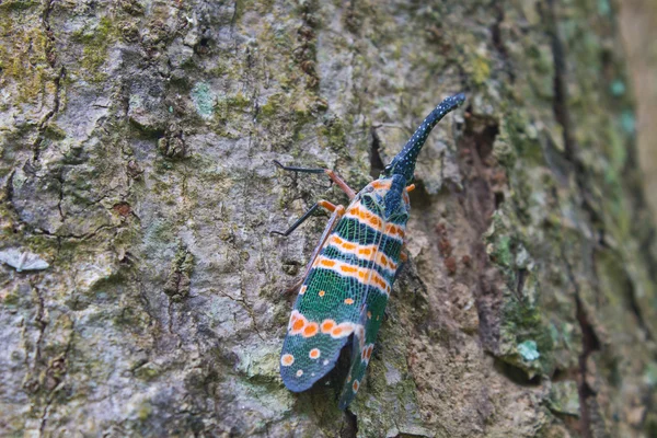 Lanternflies 的昆虫，美昆虫在树上 — 图库照片
