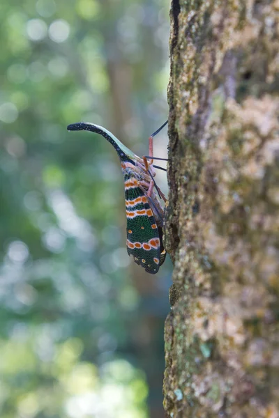 Lanternflies insect, beauty insect on tree — Stock Photo, Image