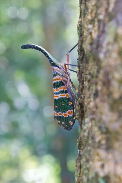 Lanternflies insect, beauty insect on tree — Stock Photo, Image