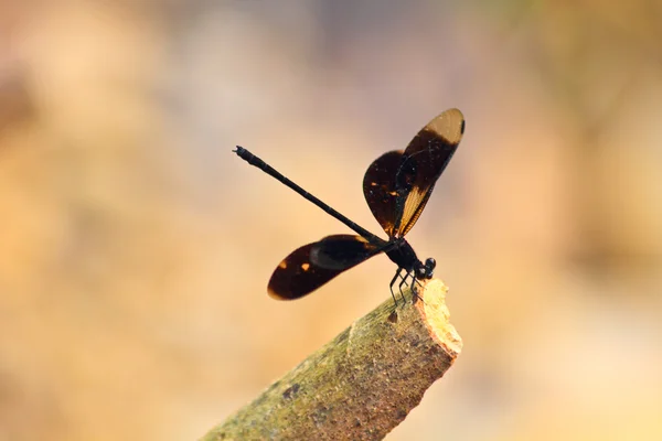 Mosca damisela descansando en la rama — Foto de Stock