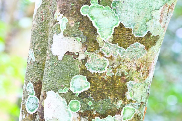 Lichene a un sentiero di foresta — Foto Stock