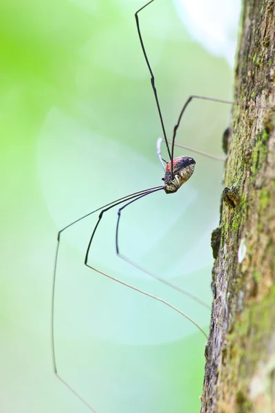 Harvestman spider or daddy longlegs — Stock Photo, Image