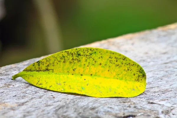 Gele Herfstblad op houten bank — Stockfoto