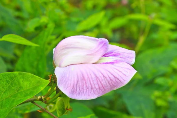 豌豆花或蝴蝶豌豆 — 图库照片