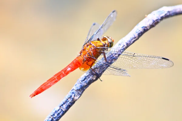 Red dragonfly on tree branch — Stock Photo, Image