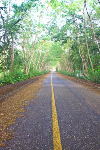 緑の木のトンネルの下の道路 — ストック写真