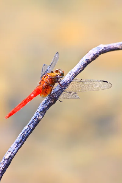 Red dragonfly on tree branch — Stock Photo, Image