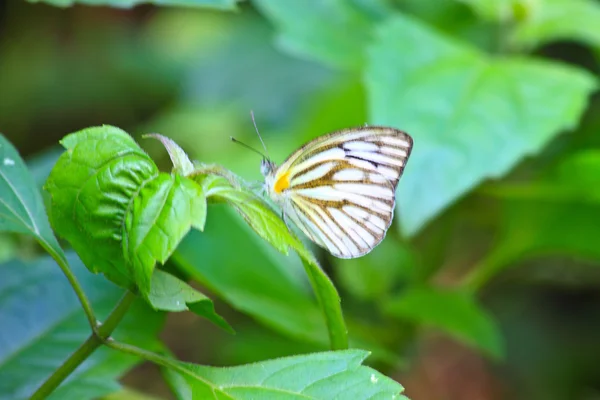 Vlinder op blad — Stockfoto