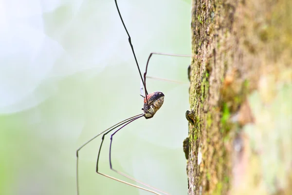 Colheitadeira aranha ou papai longlegs — Fotografia de Stock