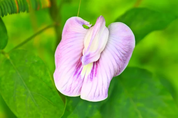 Pea flower or butterfly pea — Stock Photo, Image