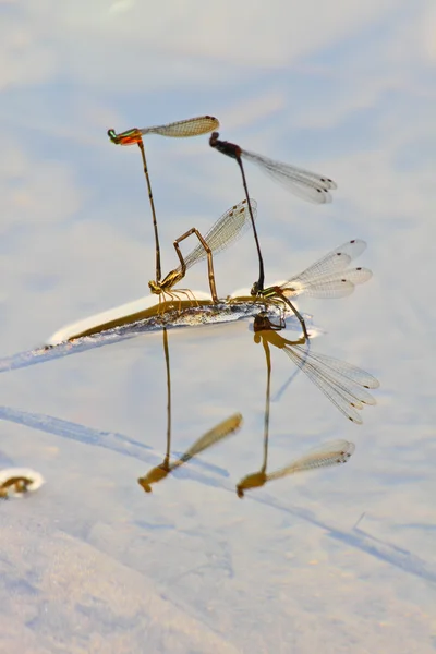 Damselflies fokken op tak — Stockfoto