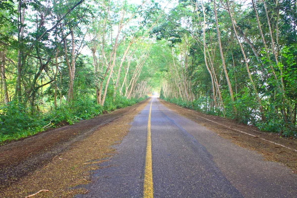 Weg onder groene boom tunnel — Stockfoto