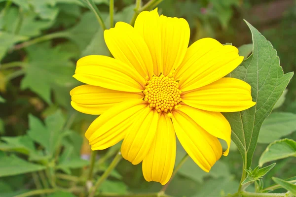 Close up sunflower in garden — Stock Photo, Image