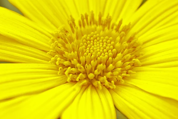 Nahaufnahme Sonnenblume im Garten — Stockfoto
