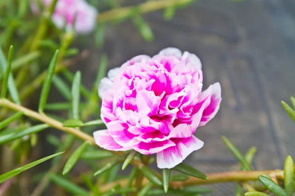 Portulaca flowers — Stock Photo, Image