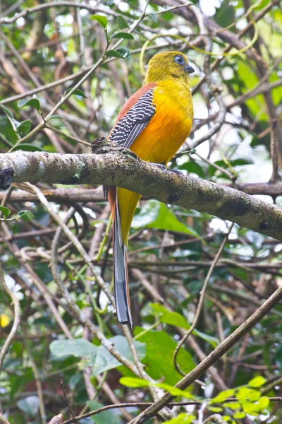 Bird watching in forest