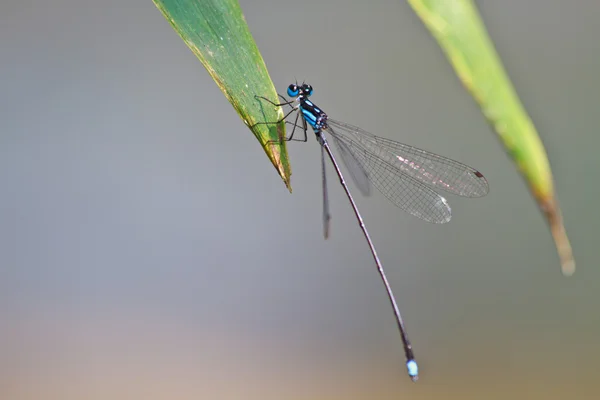 Damselfly покоится на ветке — стоковое фото