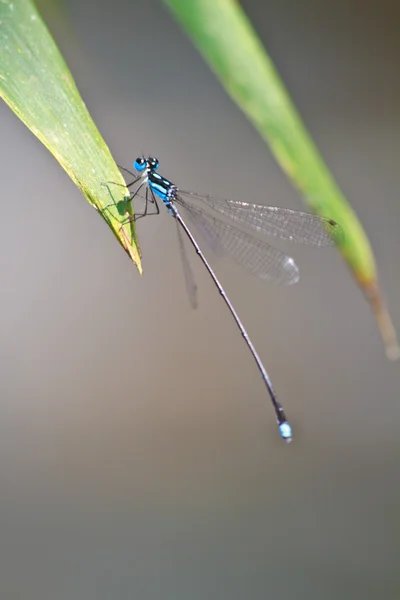 Damselfly покоится на ветке — стоковое фото