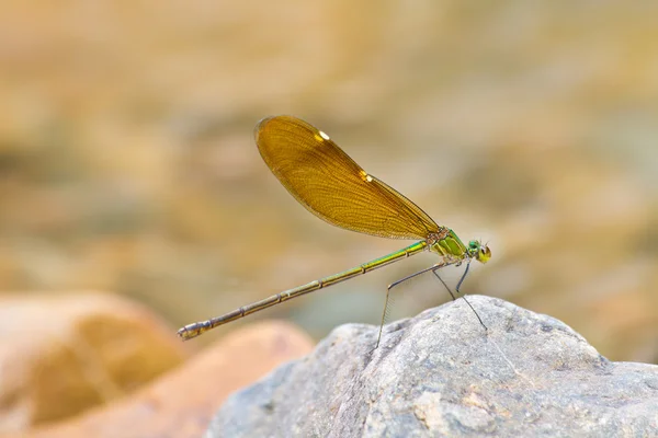 Damselfly resting on stone — Stock Photo, Image