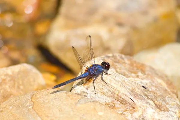 Libélula descansando sobre pedra — Fotografia de Stock