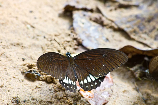 Butterflies — Stock Photo, Image