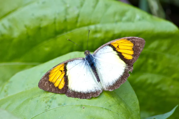 Vlinder op blad — Stockfoto