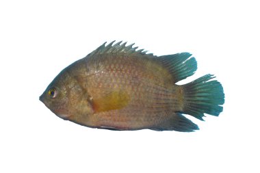 tatlı su balık beyaz zemin üzerine izole