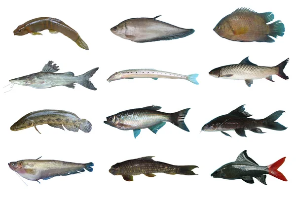 タイの淡水魚を設定します。 — ストック写真