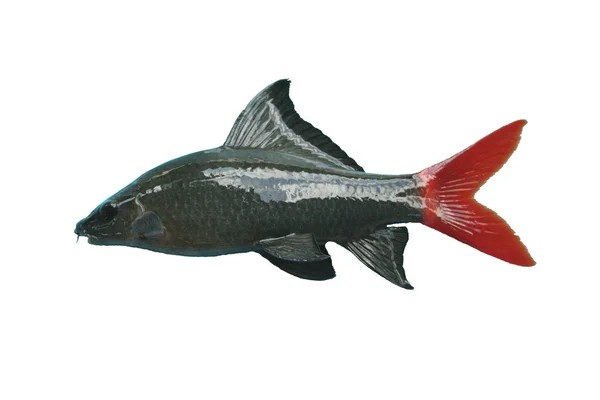 Sladkovodní ryba izolovaných na bílém pozadí — Stock fotografie