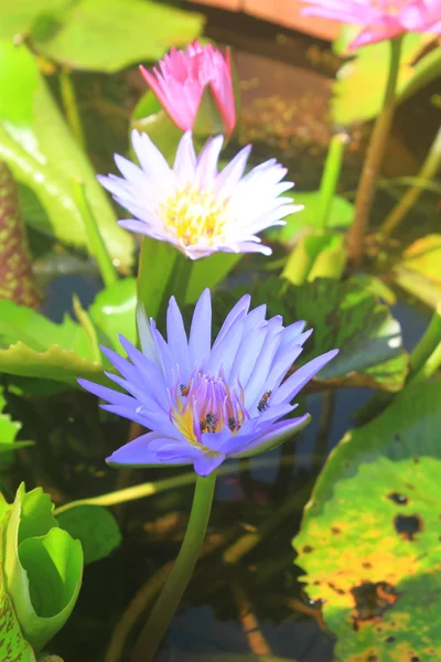 Gros plan fleur de lotus — Photo