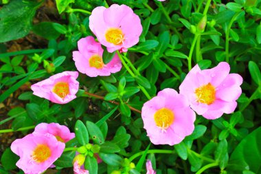 Portulaca çiçekler