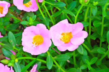Portulaca çiçekler