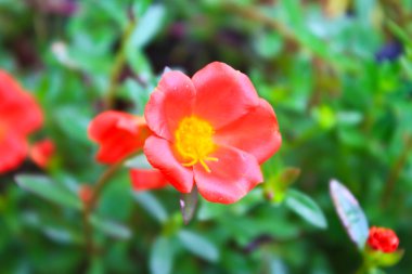 Portulaca çiçekler